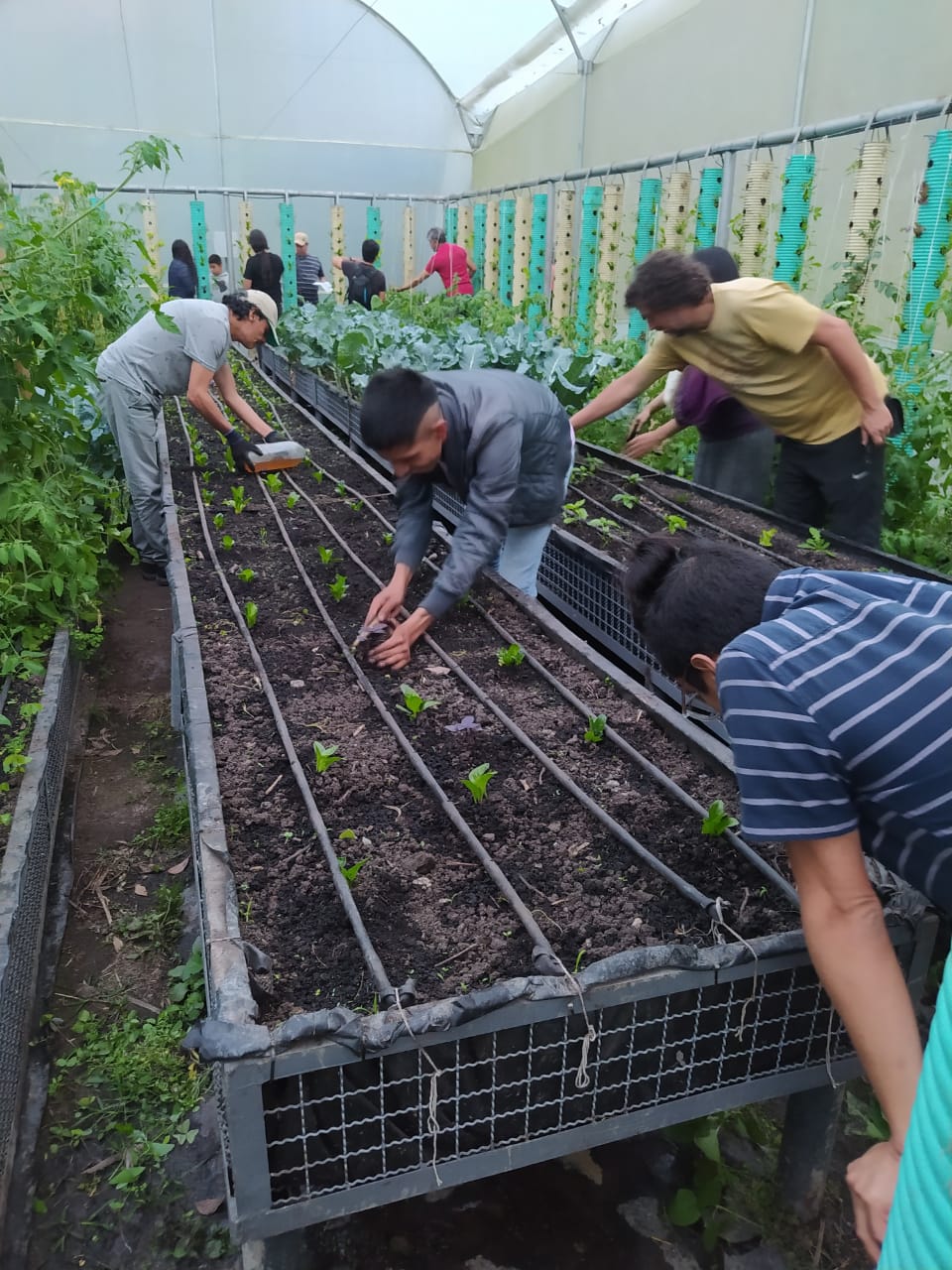 Trabajos en el invernadero en la primera etapa de la huerta comunitaria Compóstate Bien